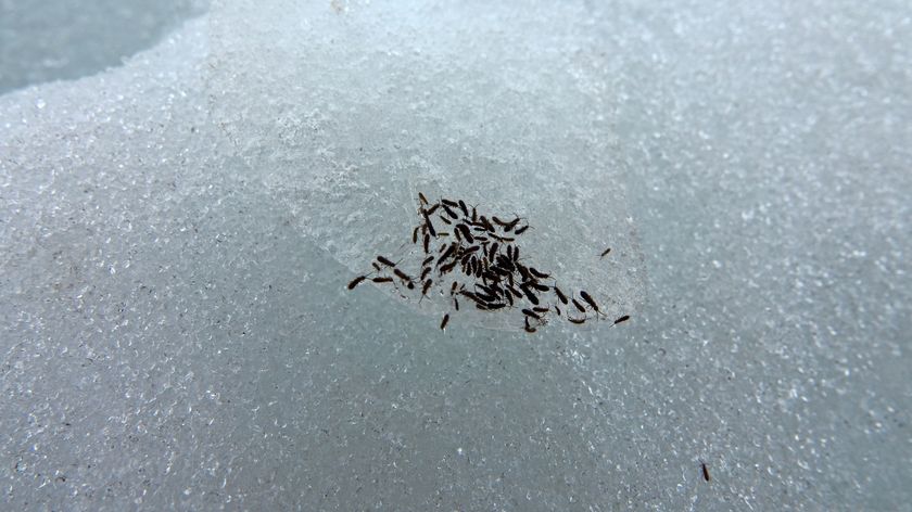 snow fleas