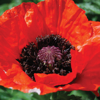 Oriental poppy 'Beauty of Livermere' from Thompson &amp; Morgan