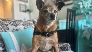 Sarah's dog sitting on a chair wearing the Atlas Pet Company Lifetime Harness