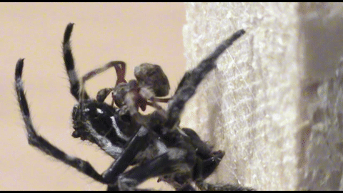 A male Darwin's bark spider orally stimulates the larger female.