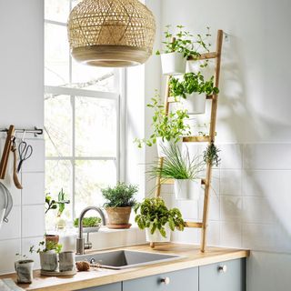 Assortment of houseplants display on countertop and sink