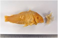 The bronze catfish skeleton, minus its tail, can now be found in the Natural History Museum Rotterdam alongside its amputated pectoral fin.