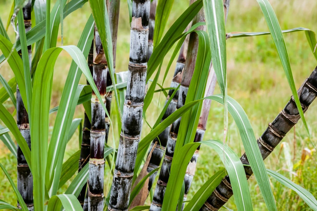 Sugarcane Plant