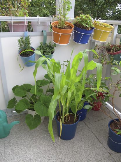 Multiple Plants Growing From Various Colored Containers On Balcony