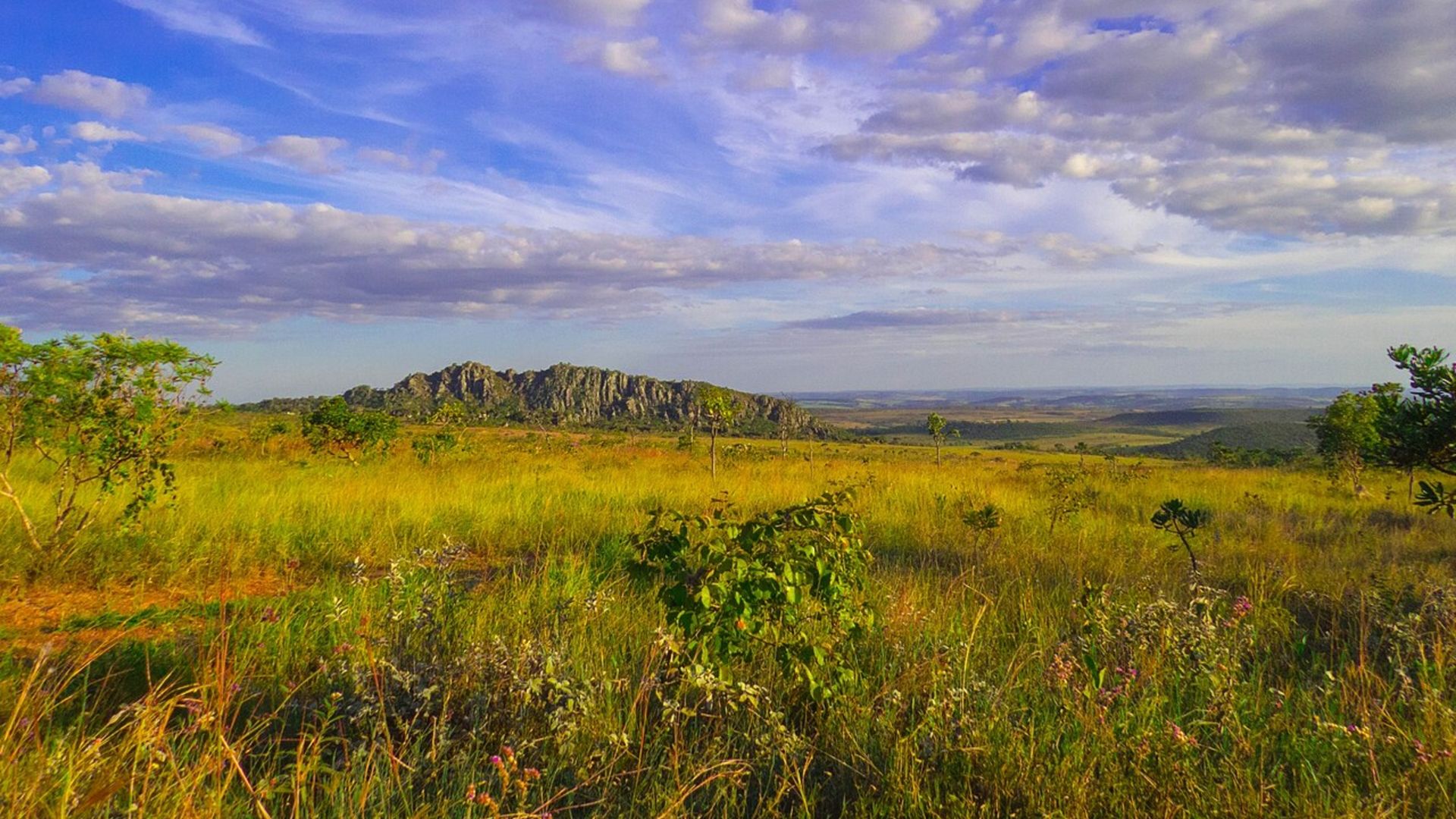 A panoramic photo of the cerrado in Goais state