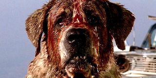 Cujo