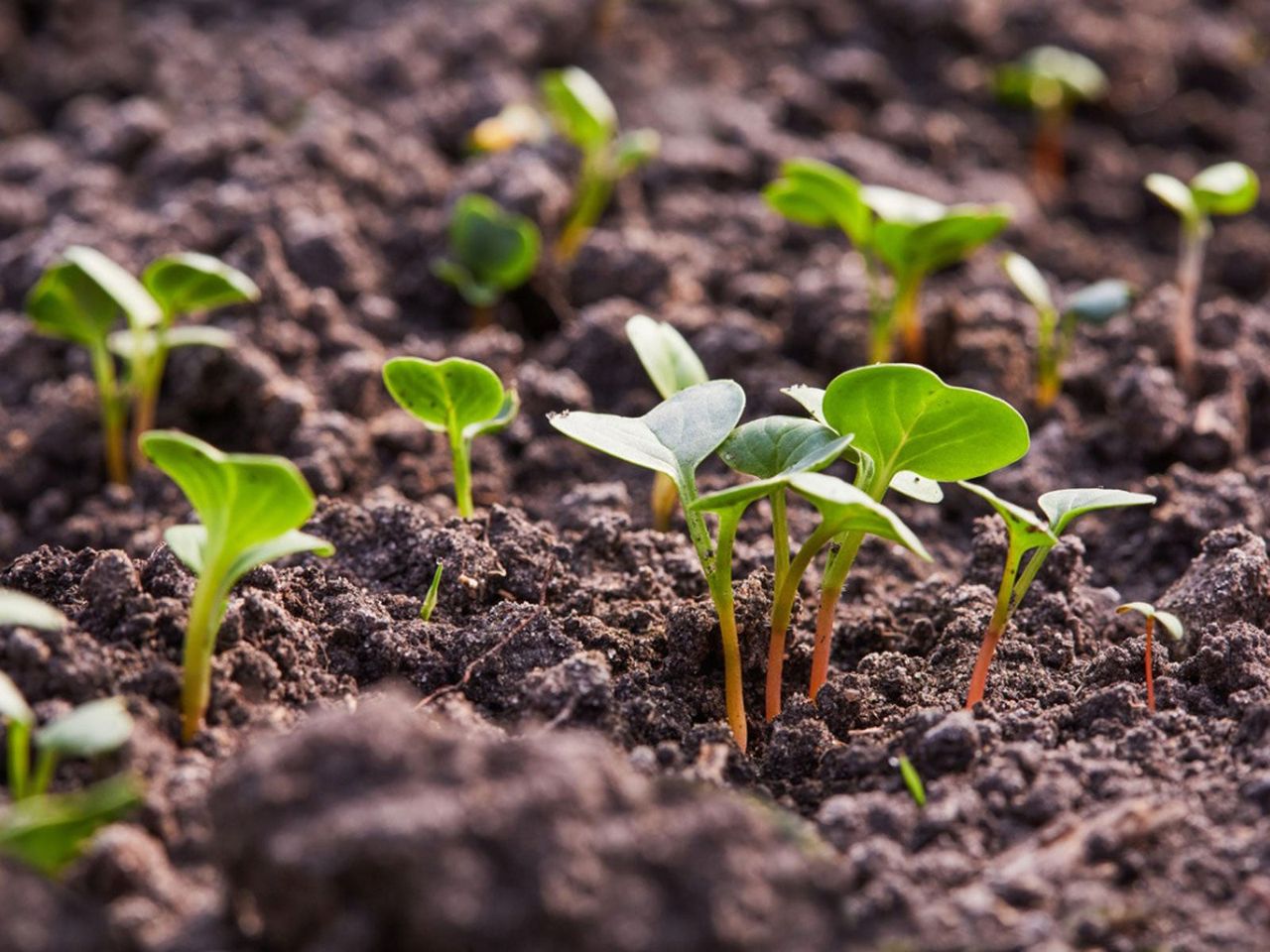 Seedlings Sprouting From Soil In The Garden