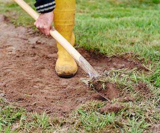 Gardener lifting turf to renovate a lawn