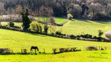 Horses carbon footprint