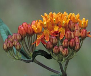 close up of opened and closed orange butterfly weed flowers