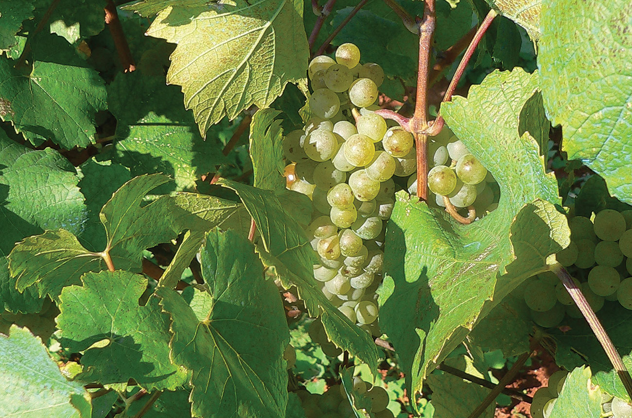 Malvazija Istarska&amp;nbsp;grapes