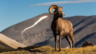 在加拿大艾伯塔省贾斯帕国家公园的威尔科克斯山口，大角羊(Ovis canadensis)正在吃草