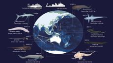 Illustration of the earth and its oceans with different deep sea species that surround it,