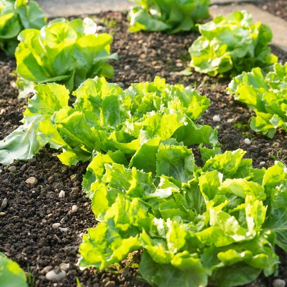 Growing Heirloom Vegetables - History Of Gold Rush Lettuce | Gardening ...