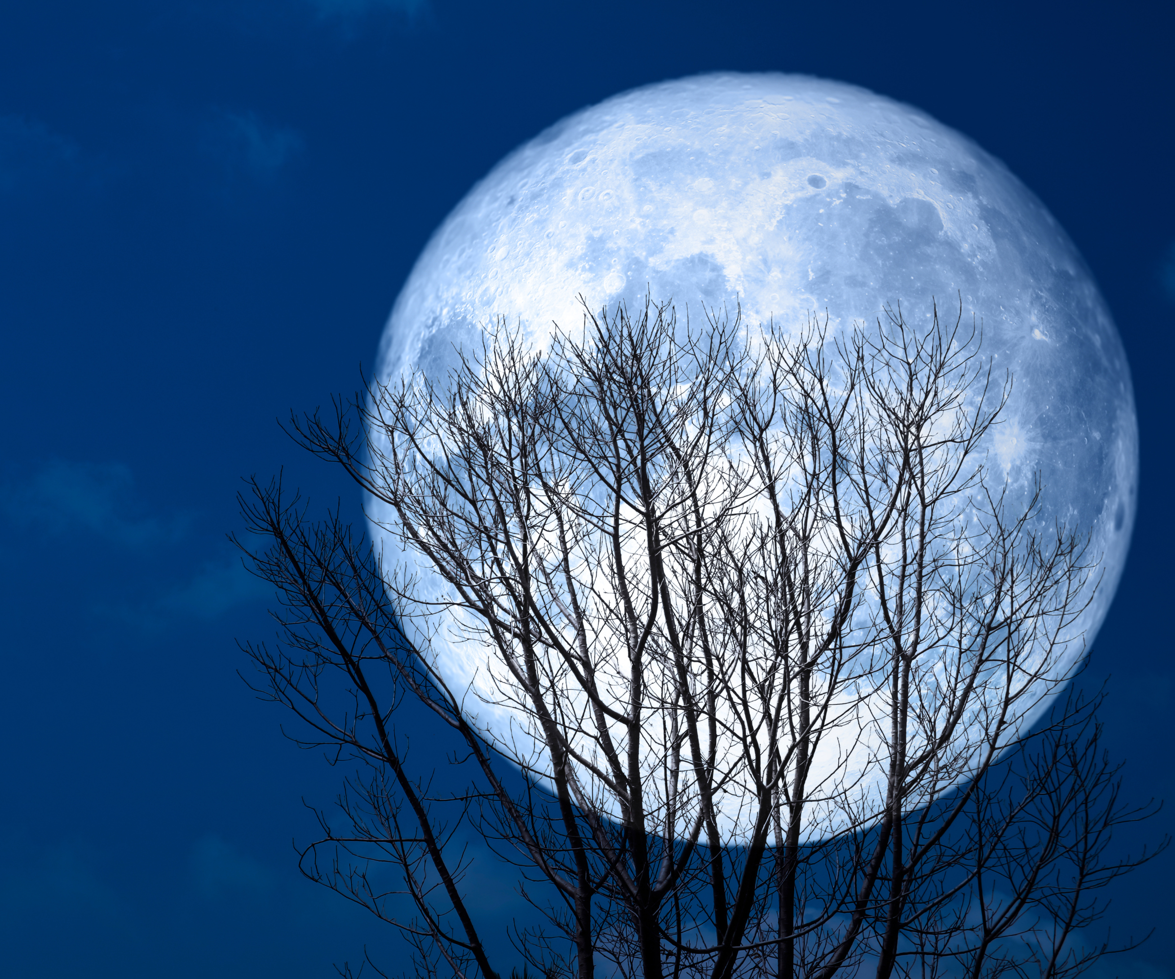 super full moon back silhouette dry tree in the night sky, Elements of this image furnished by NASA