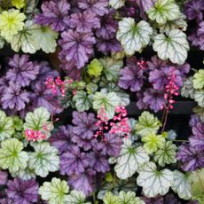 mix of colorful coral bells