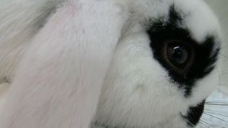 Rabbit's ear