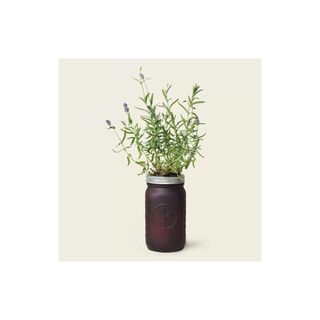 Mason Jar Lavender Grow Kit