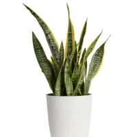 Snake Plant | $49.97 at Walmart