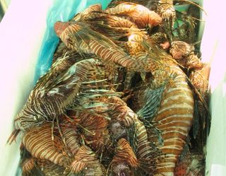 Catch of the day: Team Full Circle's haul of lionfish fills a cooler.