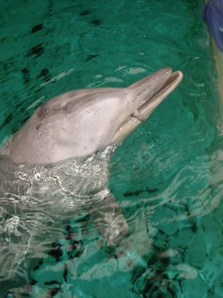 The Guianadolphin (Sotalia guianensis) lives in the waters off eastern South and Central America and the Caribbean. It looks like a smaller bottlenose dolphin, with a steel blue to chocolate brown body with a white or pale pink belly. The above Guiana dolphin gets a treat for participating in a research project.