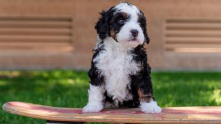 Bernedoodle puppy with their front paws on a skateboard