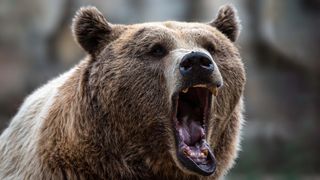 A brown bear (Ursus arctos) roaring with its mouth wide open