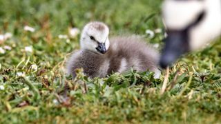 A baby goose with its Mum