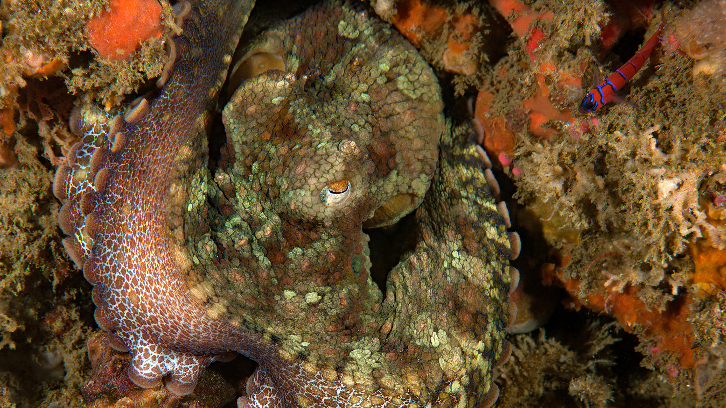 This two-spotted California octopus incubates her eggs — the sacs that look like tiny water balloons.