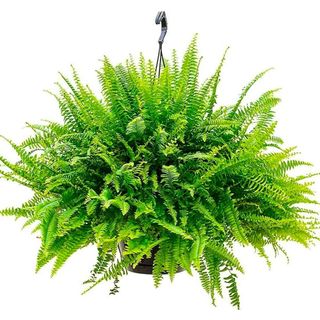 Boston Fern Hanging Basket