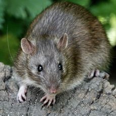 Rat on a tree branch in a garden