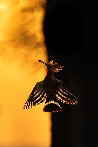 A Eurasian Hoopoe took flight with its wings spread in a smooth motion across the canvas of the early-morning sky illuminated by the sunrise’s bright hues. I saw that this bird would occasionally grab its prey in the air and other times on the ground. Additionally, I noticed that each time it caught prey, it flew in the same direction to a nearby tree. That was when I had the idea to photograph the bird against a background divided into dark and light, representing the contrasting sides of existence. The following morning, I returned to the same spot well before sunrise, eager to witness nature’s spectacle unfold once again. Anticipation heightened as the first rays of light bathed the landscape, and, true to my expectations, the hoopoe appeared in the distance, gliding gracefully towards the perch that was familiar from the previous day. With my camera poised and settings adjusted, I commenced capturing the unfolding scene. Among the flurry of clicks, I chanced upon a frame that resonated deeply with me – a moment frozen in time, brimming with unique charm. It was as if nature had bestowed upon me a gift, a singular composition that encapsulates the essence of the hoopoe’s beauty and grace. Indeed, many have remarked that this frame is a marvel that cannot be replicated – a testament to the serendipitous wonders that await those who seek them amid the natural world.