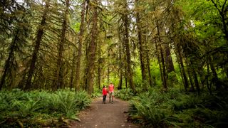 Two people walking on woodland at Olympic National Park