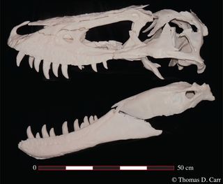 Jane T. rex skull