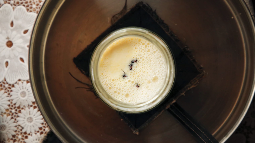 A glass jar filled with milk and four ants sits on a table.