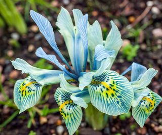 Close up of pale coloured Iris reticulata Katherine Hodgkin