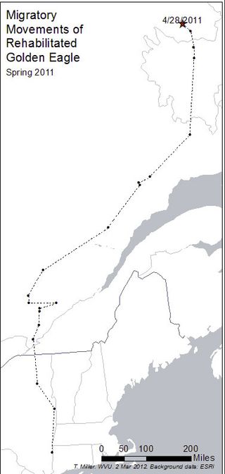 The path the golden eagle took after it was released in March 2011.