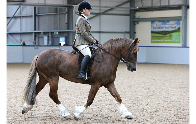 NPS Scotland Spring Show 2018