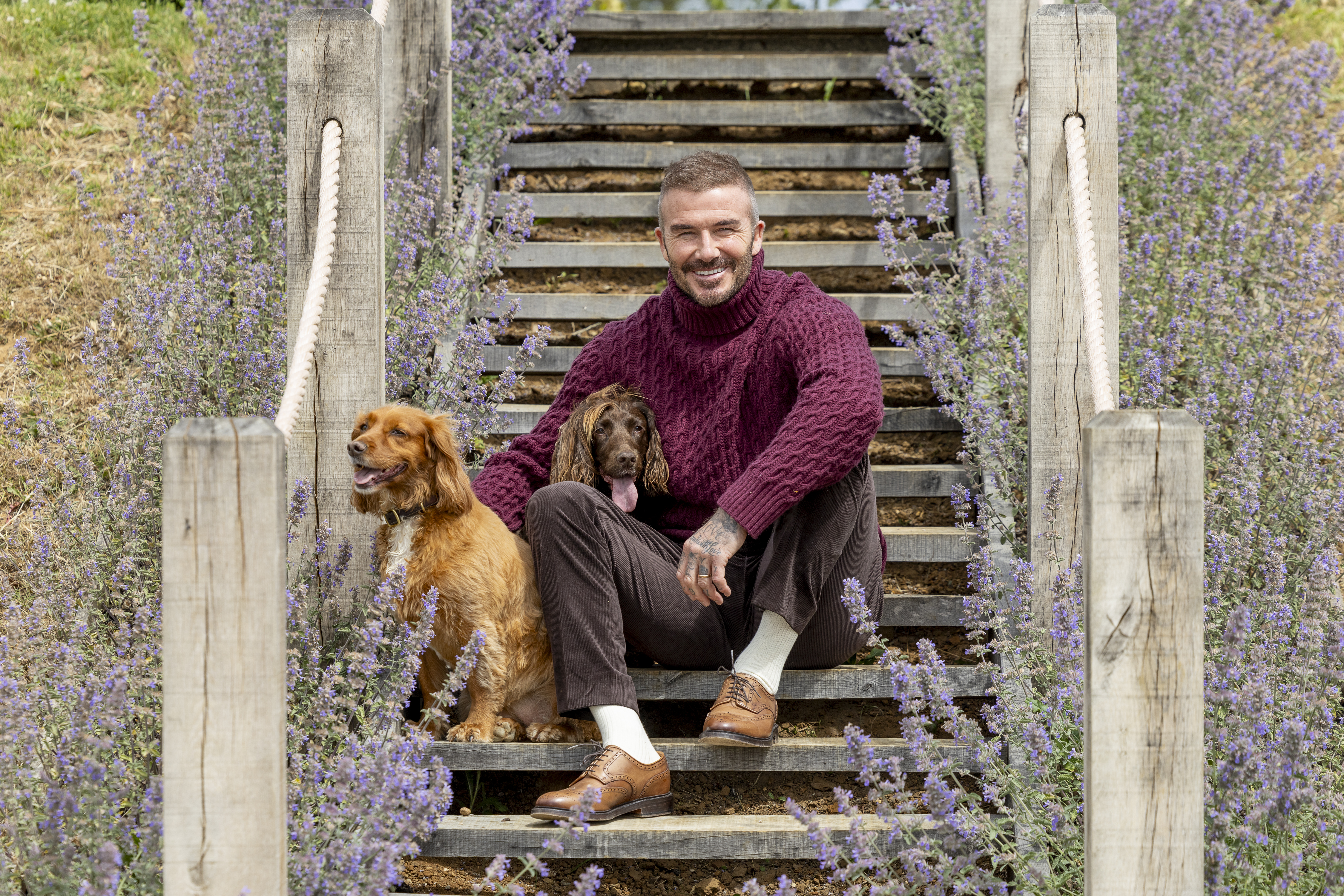 Sir David Beckham in a Burgundy jumper sitting on some wooden steps with his two cocker spaniels surrounded by lavender plants