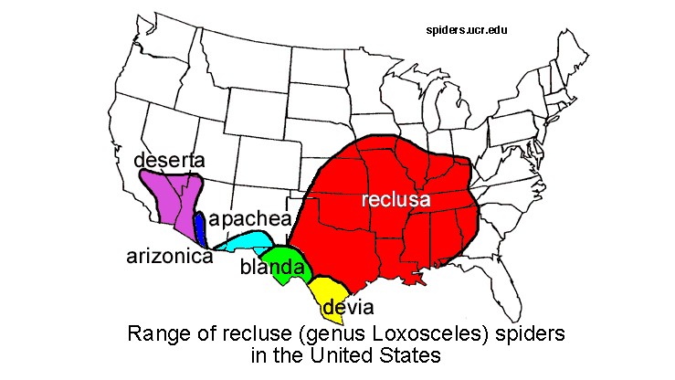 Brown recluse spiders live in an area spanning southeastern Nebraska to southwestern Ohio, south to northwestern Georgia and into Texas (red). Occurrences outside this range are very rare. Related species (purple, blue, aqua, green and yellow regions on the map) exist in the southwestern United States.