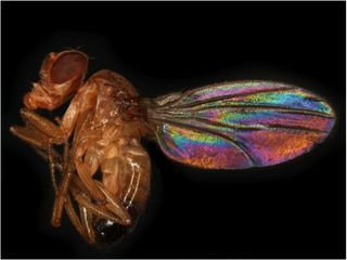 Fruit fly wing