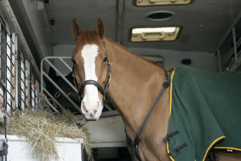 Tacked up horse standing on the lorry
