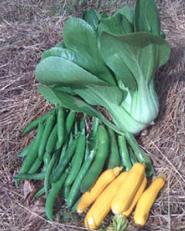 pak-choi.gif