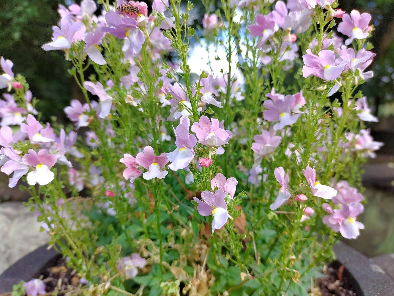 Nokia 8.3 5G camera sample