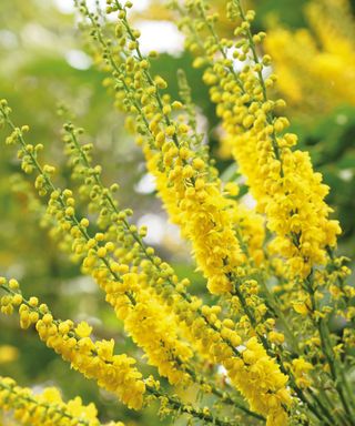 Yellow flowers of mahonia shrub