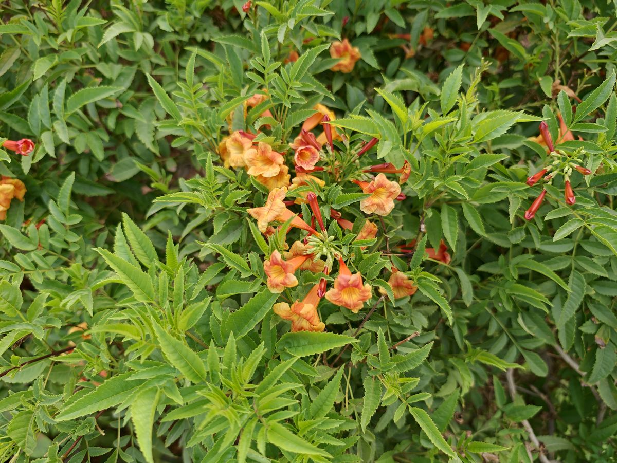 Orange flowers on green leaves.
