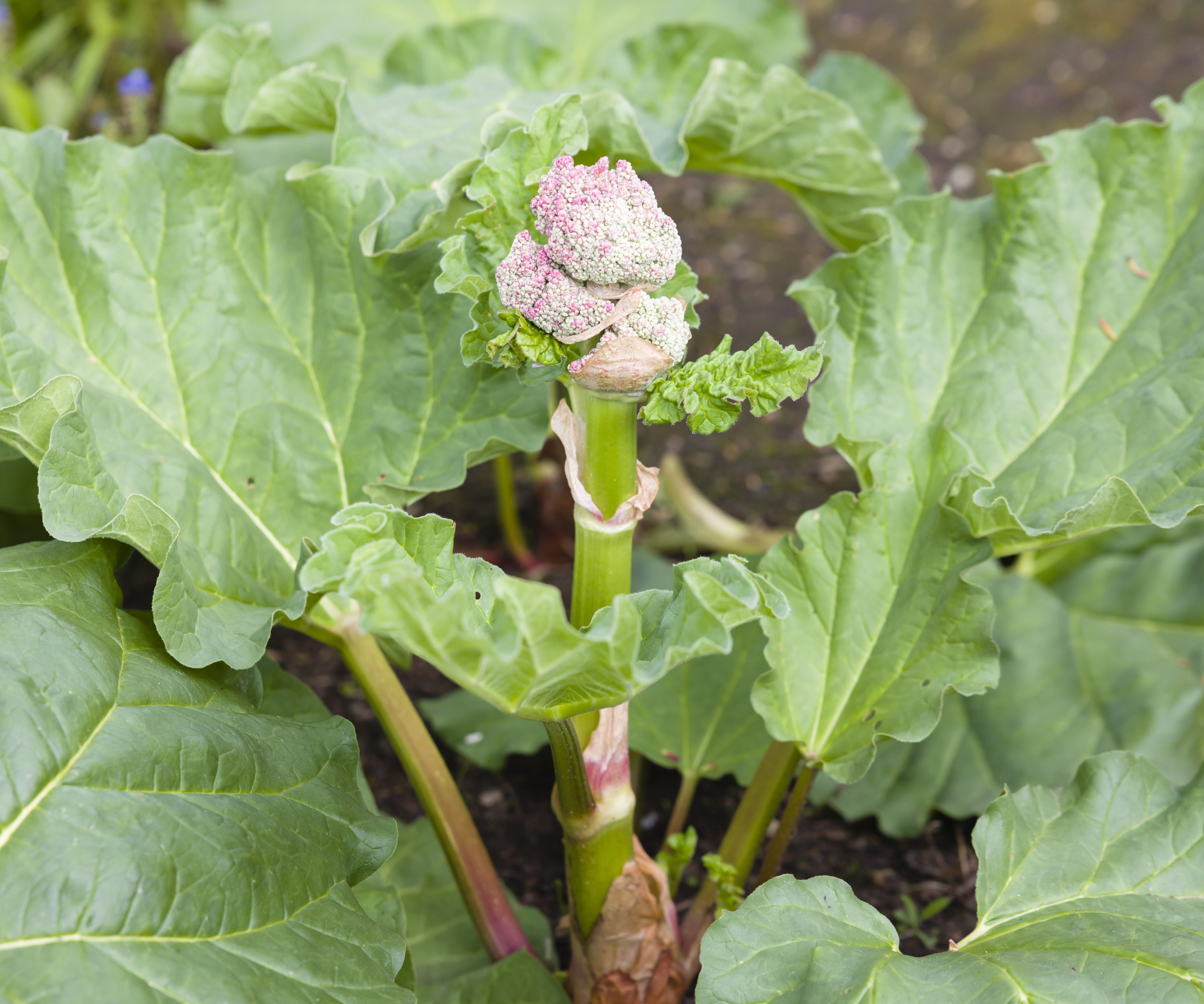 Rhubarb bolting and putting up a central flower stem