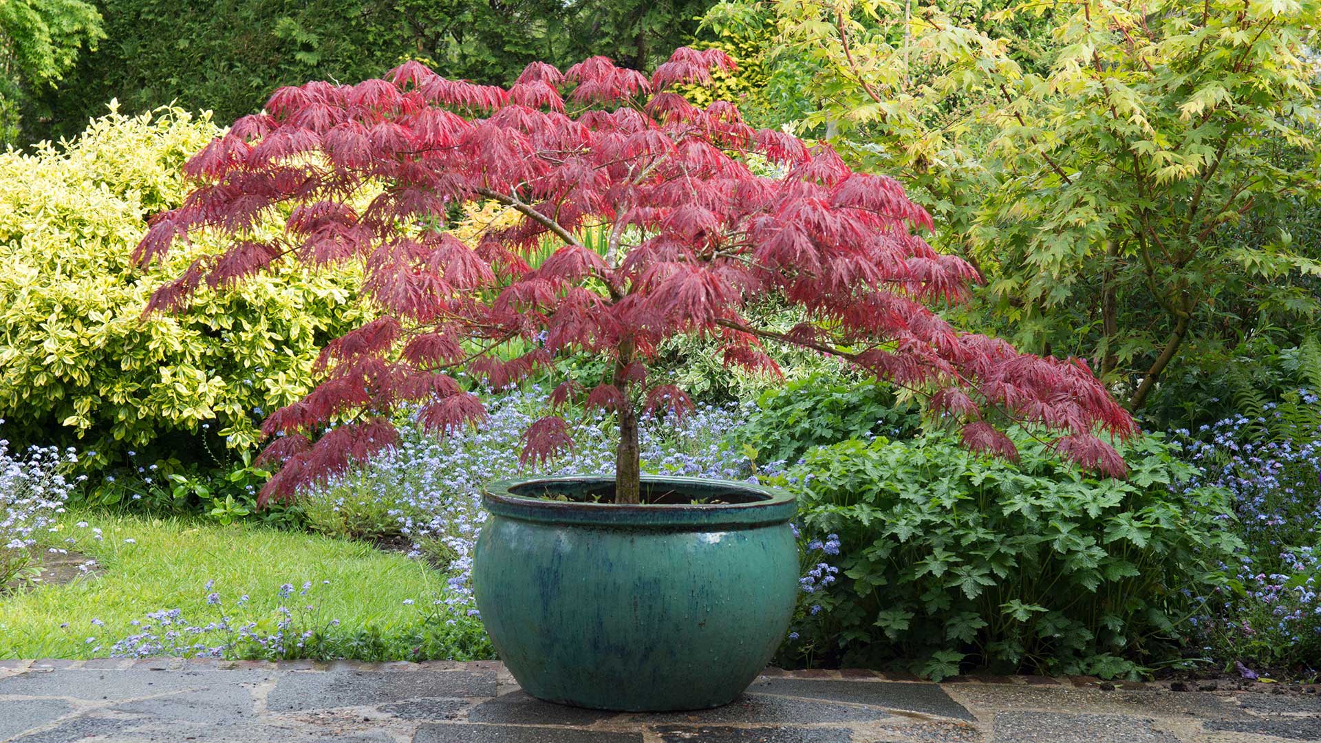 potted acer with red leaves