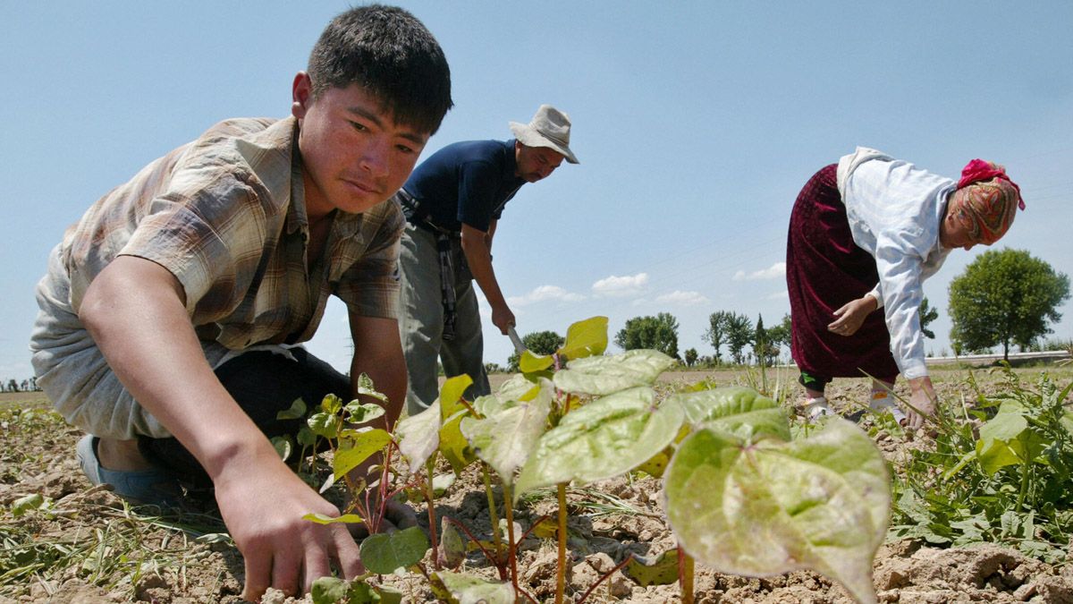 Tashkent, UZBEKISTAN:(FILES) Uzbek family-farmers weed their beds of cotton at their field outside the capital of Uzbekistan, Tashkent, 20 May 2005. Uzbekistan produced 1.19 million tonnes of