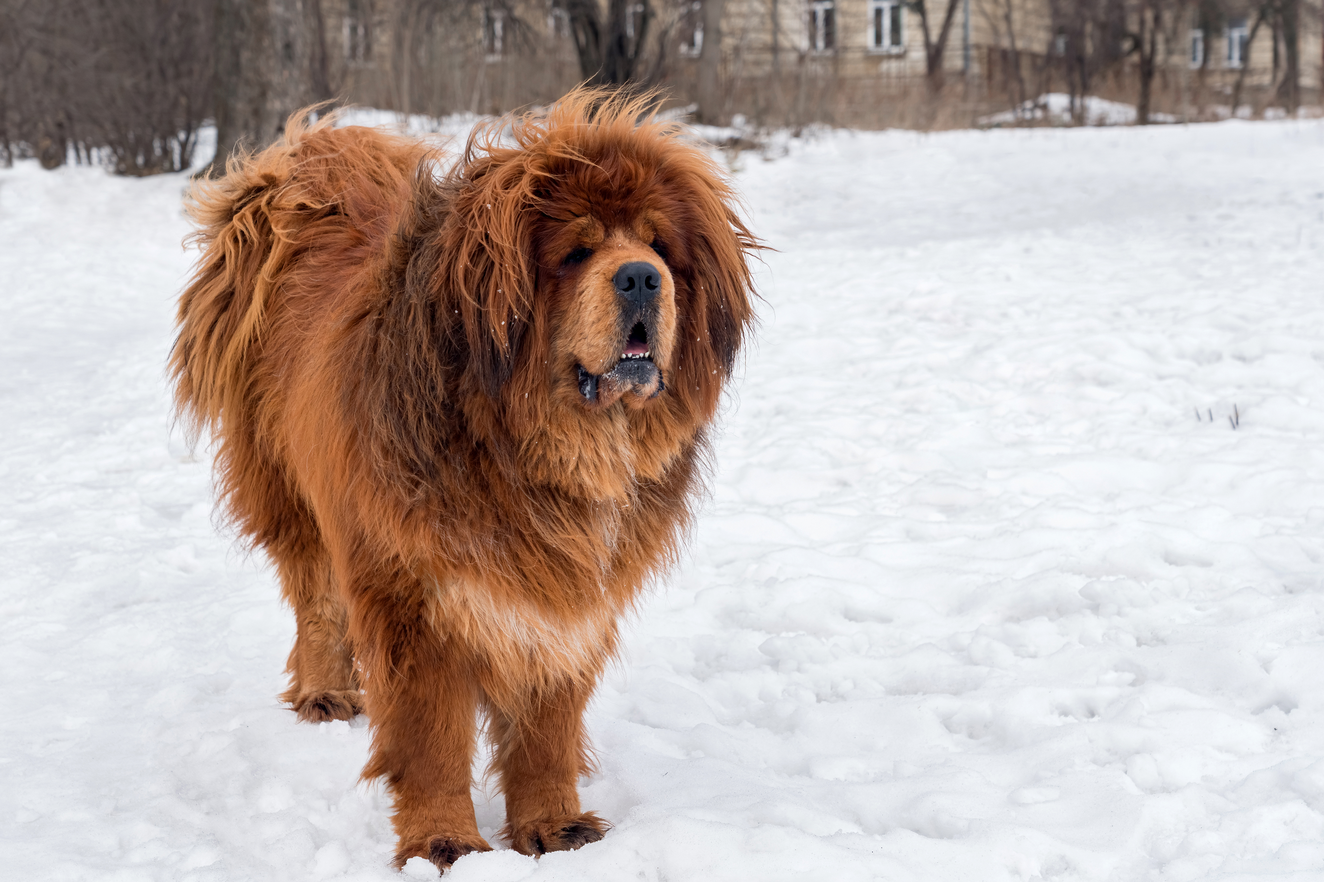 Tibetan Mastiff in the snow